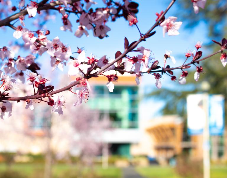 23_Scenery_Spring_Trees_Blossoms_ 2023_Spring weekly photos