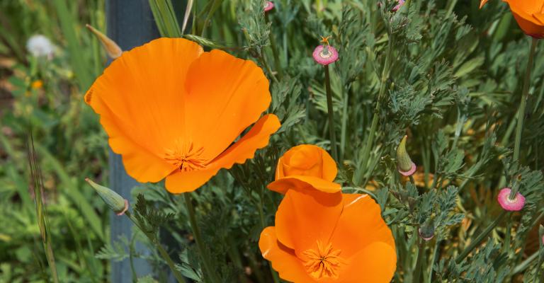 poppy