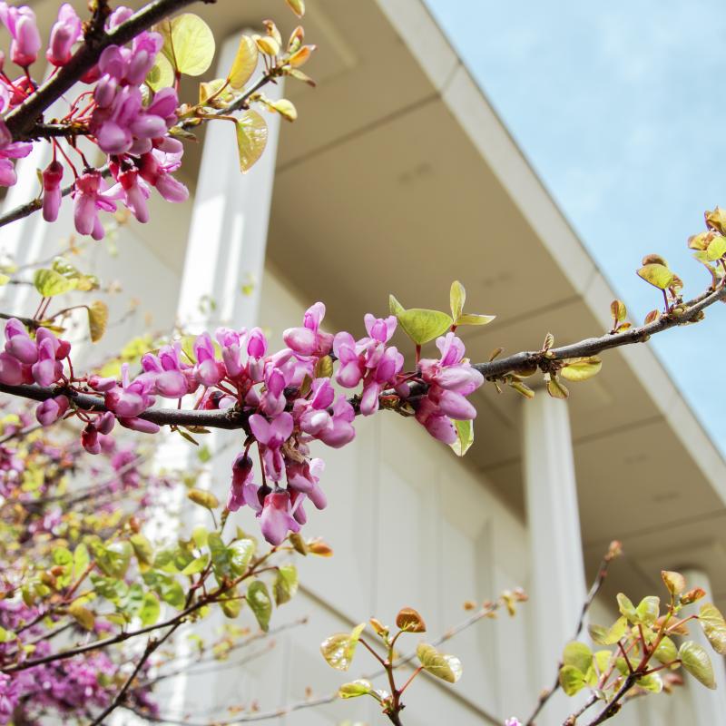 Campus Scenery_Pink and Purple Flower Buds Tree_Up Close Shot